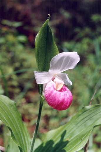 Showy Lady Slipper