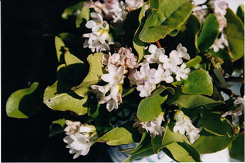 Image of the Mayflower.