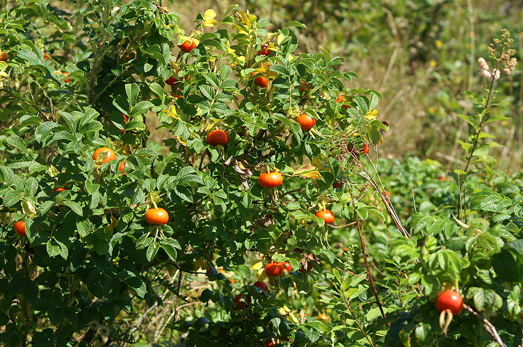 An image of the Pasture Rose