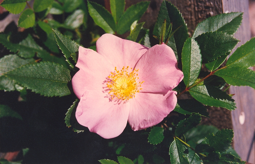 An image of the Pasture Rose