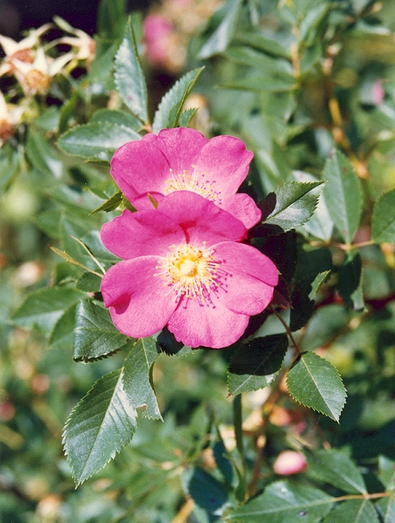 An image of the Pasture Rose