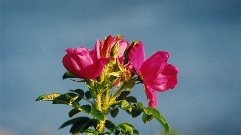 An image of the Pasture Rose