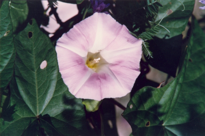 Bindweed
