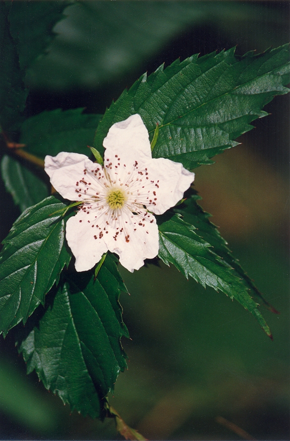 An image of the flowering bramble