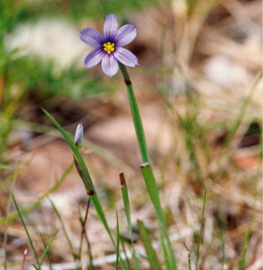 Wildflowers of Nova Scotia