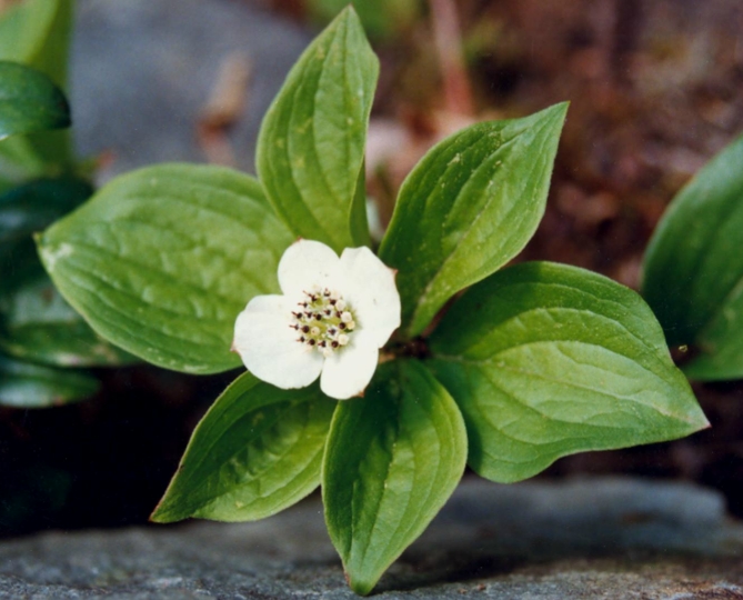Wild Flowers of Nova Scotia Bunchberry
