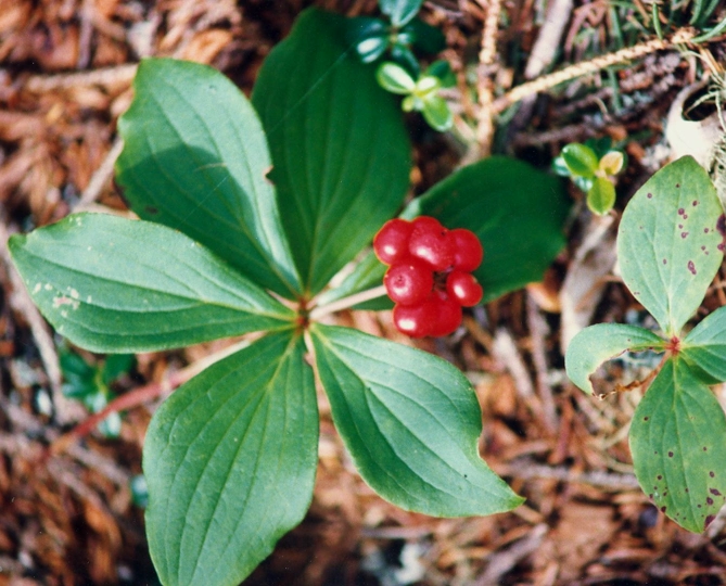 Wild Flowers of Nova Scotia Bunchberry