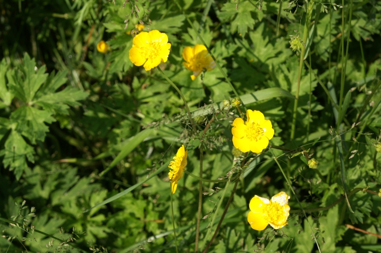 Nightshade (Bittersweet)