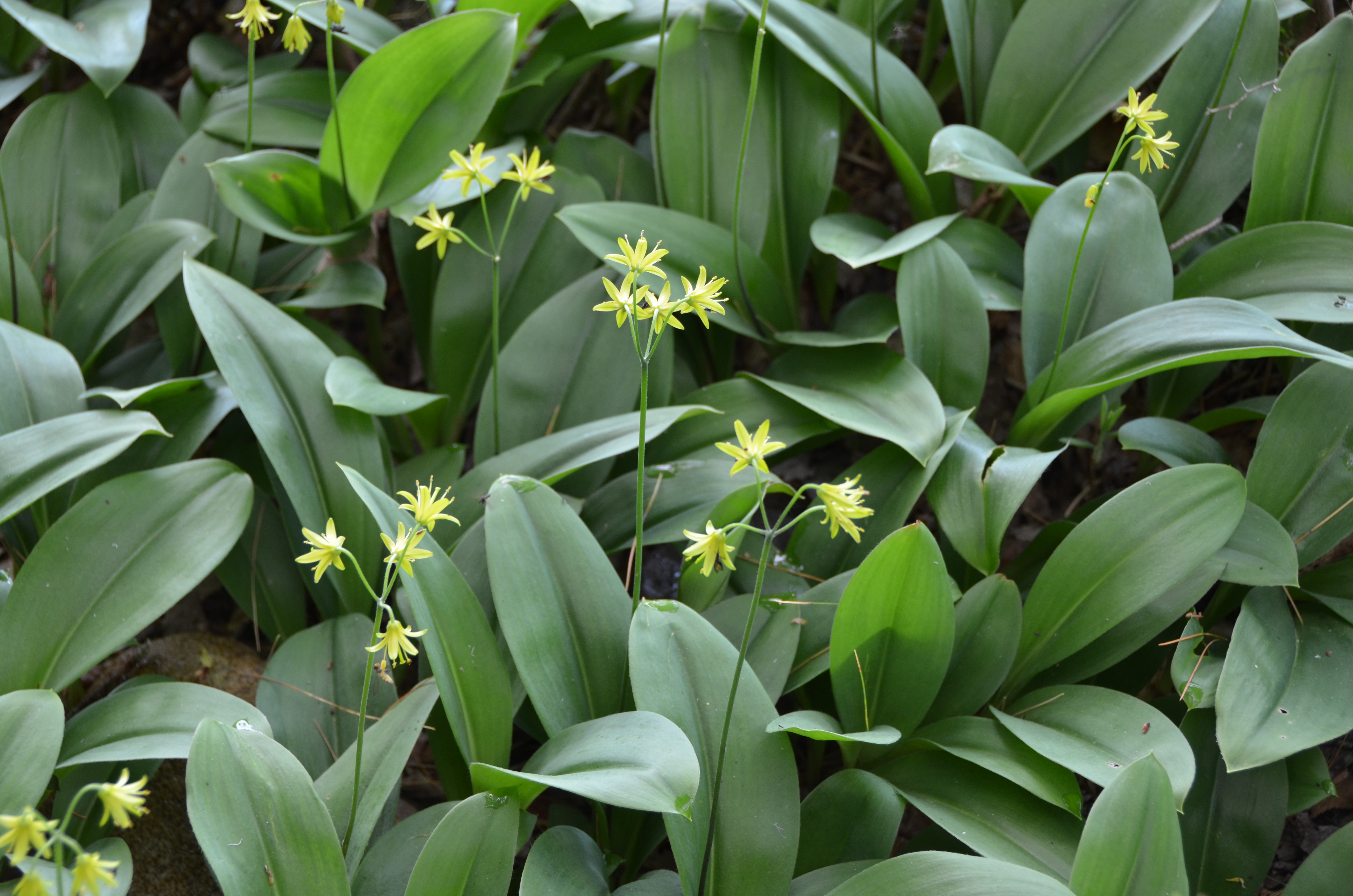 Clintonia Image