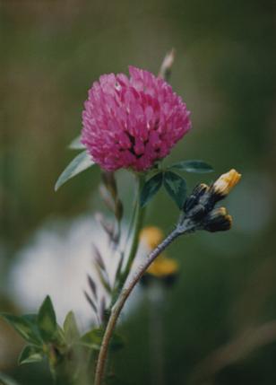Red Clover