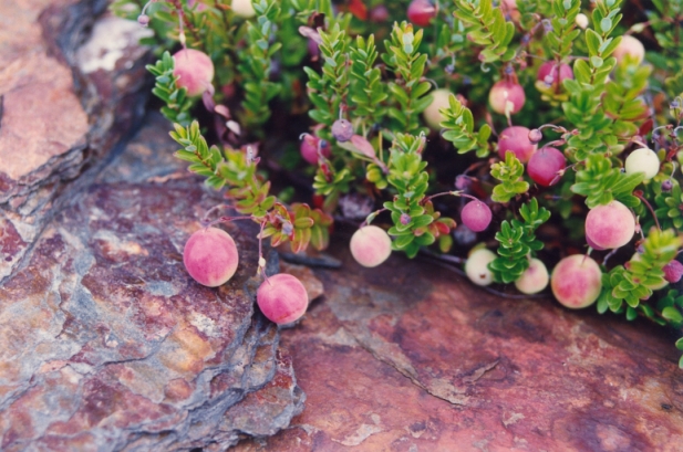 An image of Cranberries