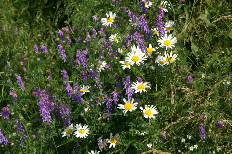 An image of the Rose Twisted Stalk
