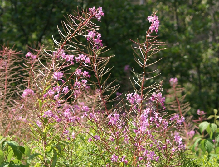 Wild Flowers of Nova Scotia Fireweed