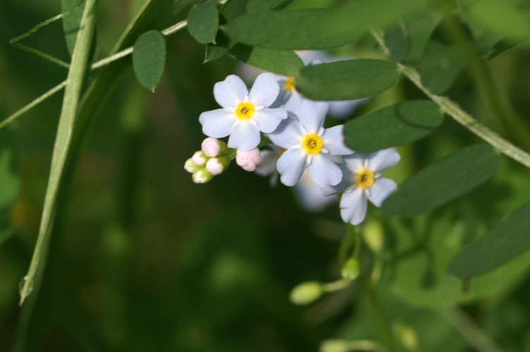 Forget-Me-Not
