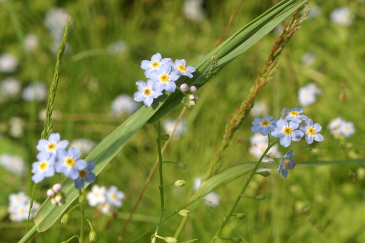 Forget-Me-Not
