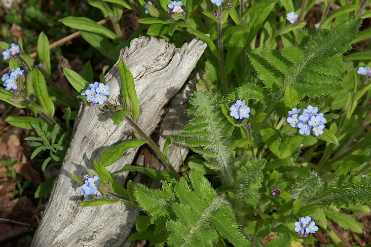 Forget-Me-Not
