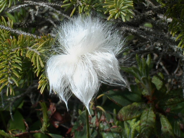 Hare's Tail