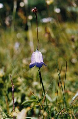 Harebell