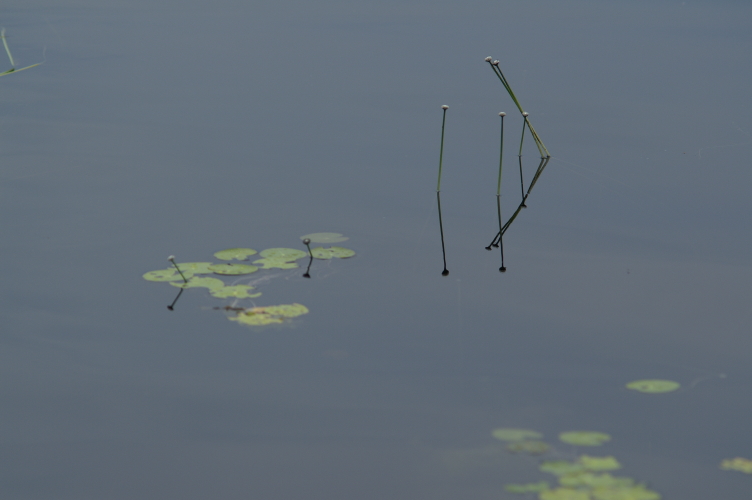 An image of hat pins