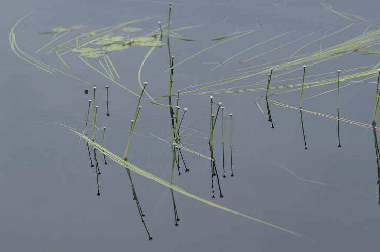 An image of hat pins