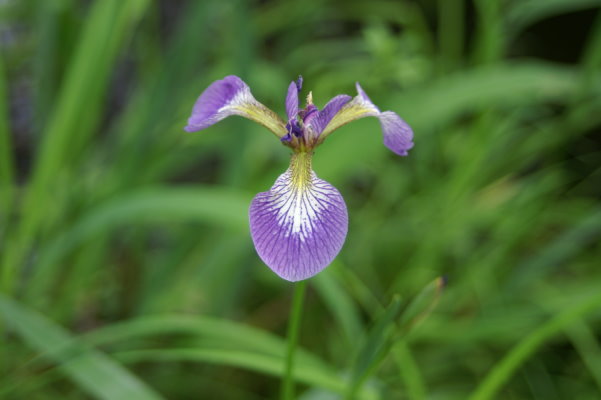 Blue Flag Iris