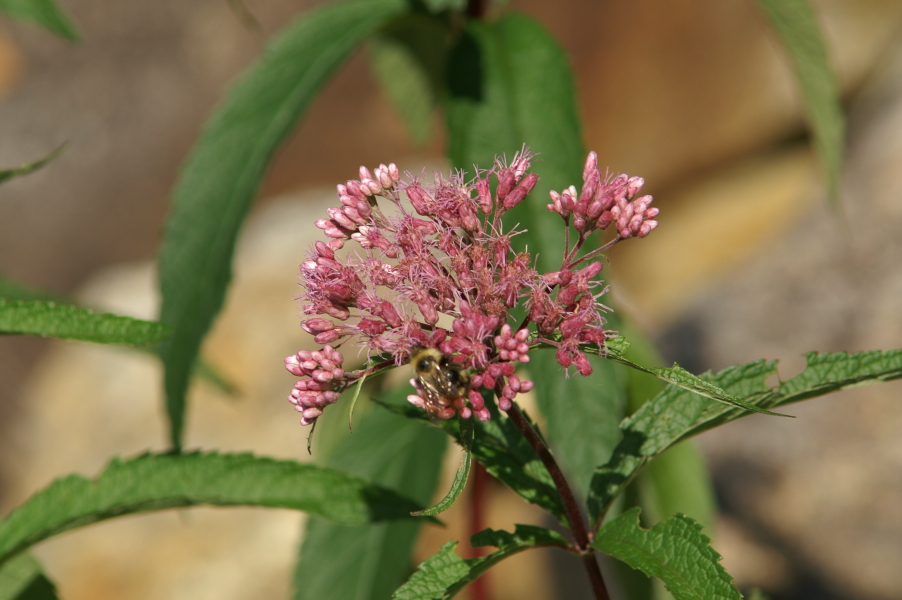An image of Joe Pye Weed