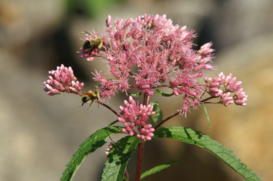 An image of Joe Pye Weed
