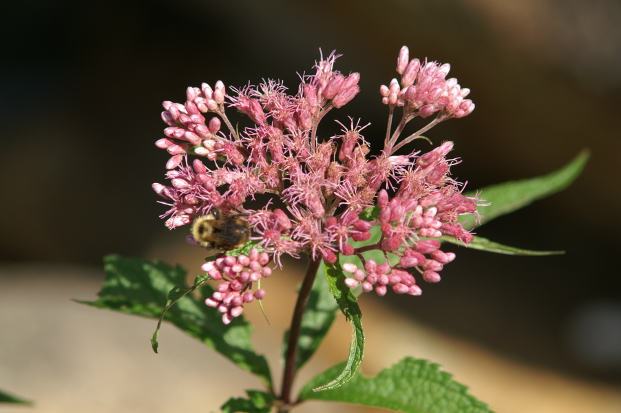Wild Flowers of Nova Scotia Joepye Weed
