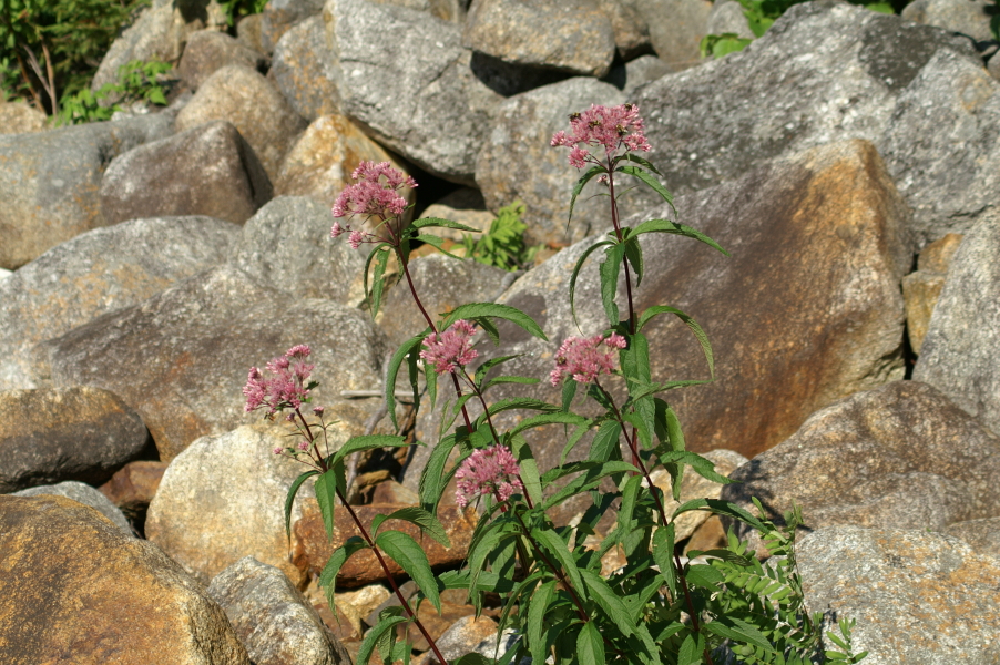 An image of Joe Pye Weed