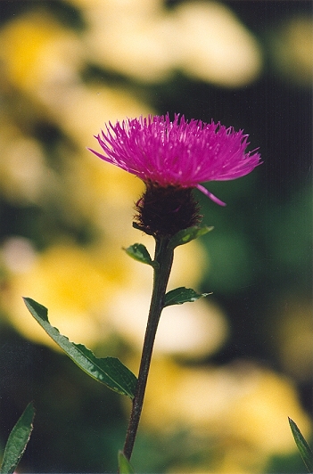 Knapweed Image
