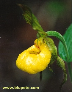 Yellow Lady Slipper