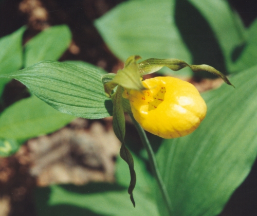 Yellow Lady Slipper