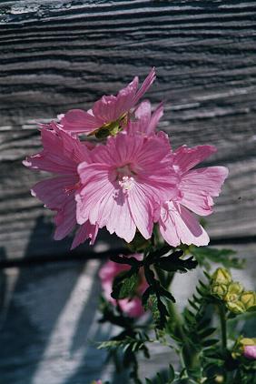 Pink Mallow
