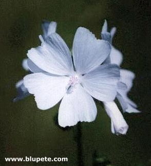White Mallow