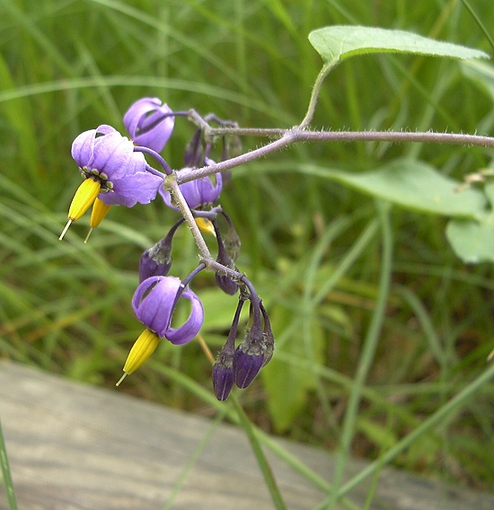 Nightshade (Bittersweet)