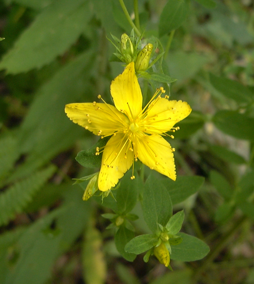 Wild Flowers of Nova Scotia St. John'swort