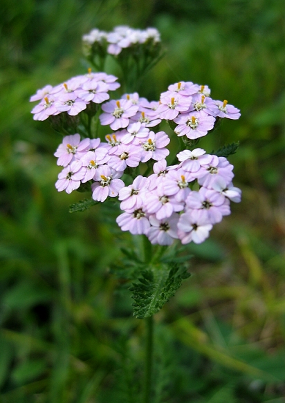 Yarrow