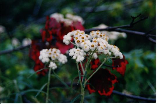 An image of Pearly Everlasting