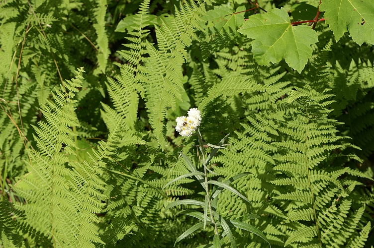 An image of Pearly Everlasting