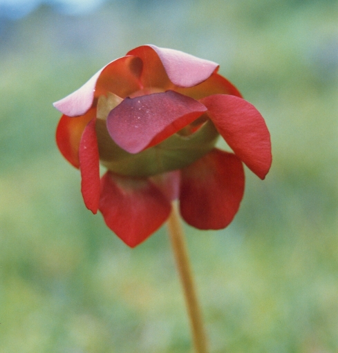 An image of Pitcher Plant