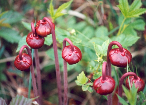 An image of Pitcher Plant