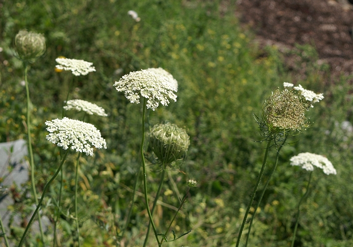 An image of Queen Ann's Lace