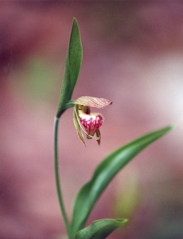 Ramshead Lady Slipper Image