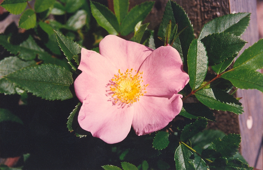 Wild Flowers of Nova Scotia Pasture Rose