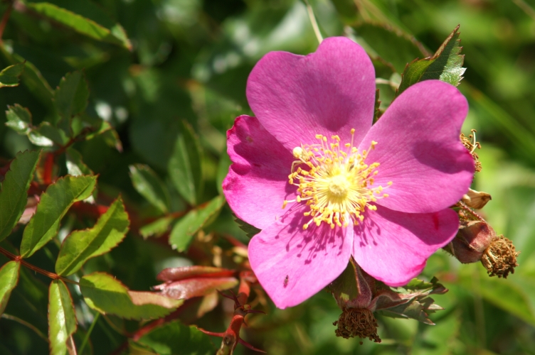 An image of the Pasture Rose