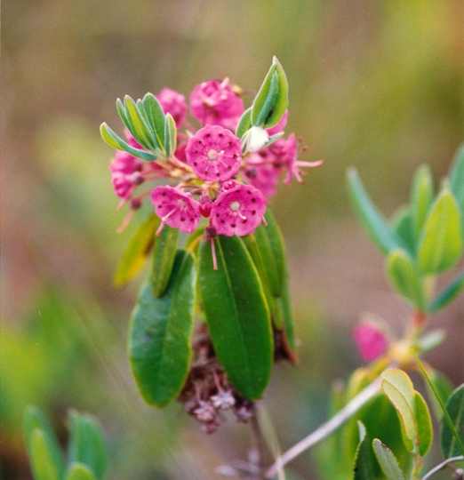 An image of the Sheep Laurel