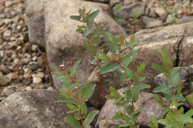 St. Johnswort, Marsh