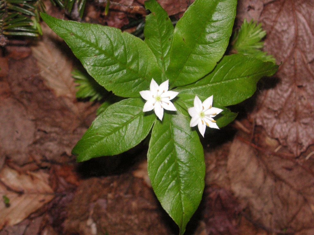 An image of the starflower