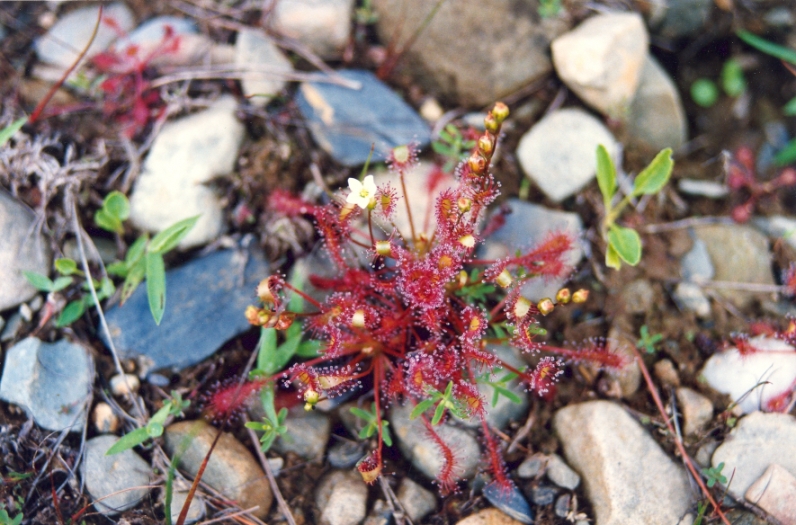 Wild Flowers of Nova Scotia Sundew