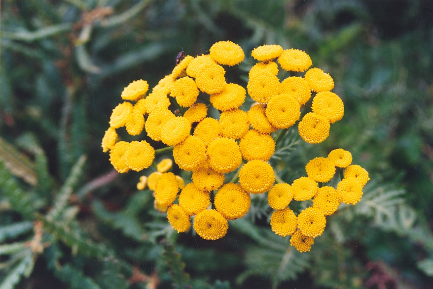 An image of the Tansy